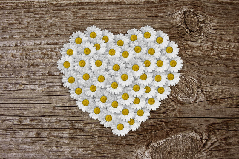 Daisies Arranged in Heart