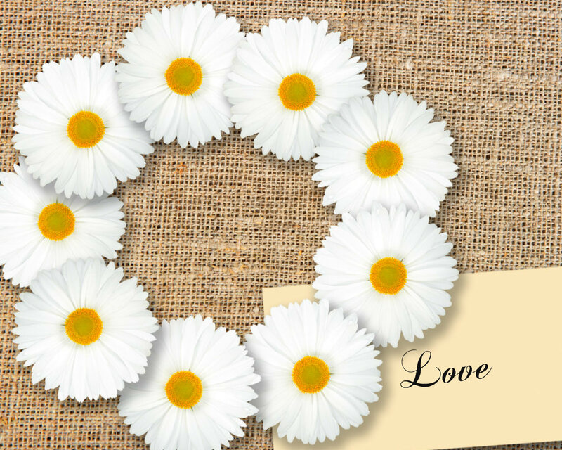 Daisies Arranged in Heart — White, Calm, Photograph