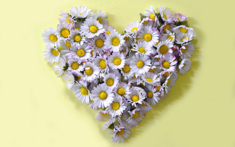 Daisies Arranged in Heart — White, Calm