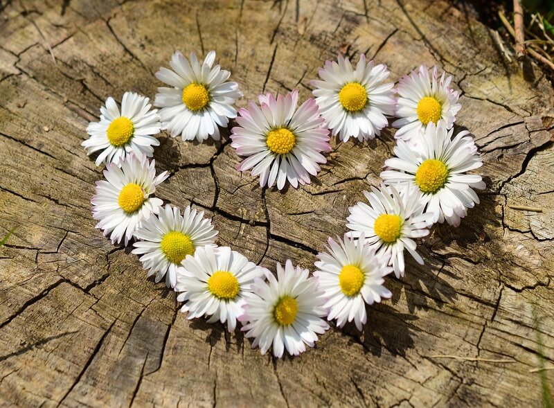 Daisies Arranged in Heart — White, Serene, Afternoon