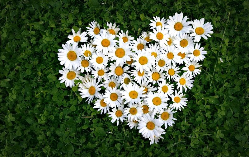 Daisies Arranged in Heart — White, Serene, Spring