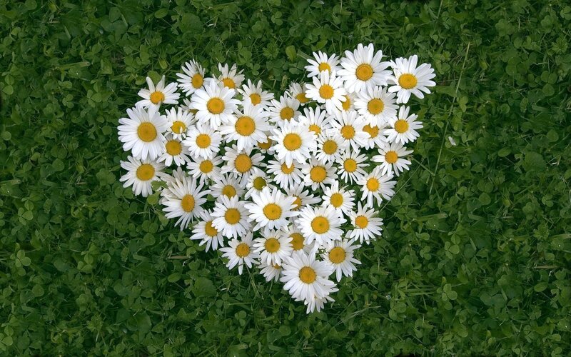 Daisies Arranged in Heart — White, Serene