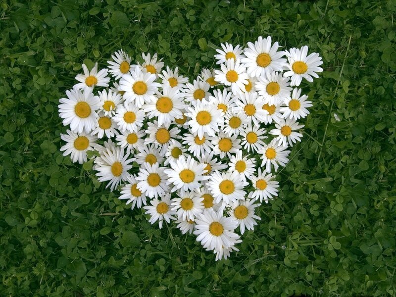 Daisies Arranged in Heart — White
