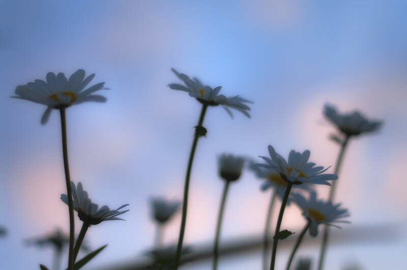 Daisies at dusk