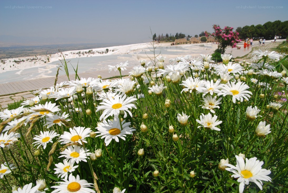 Daisies at Pamukkale