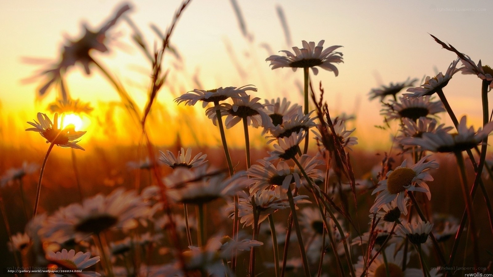 Daisies at sunset in a field