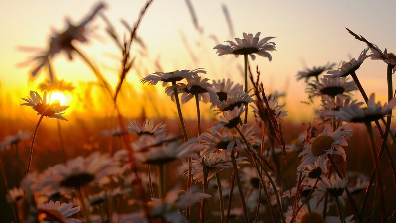 Daisies at sunset