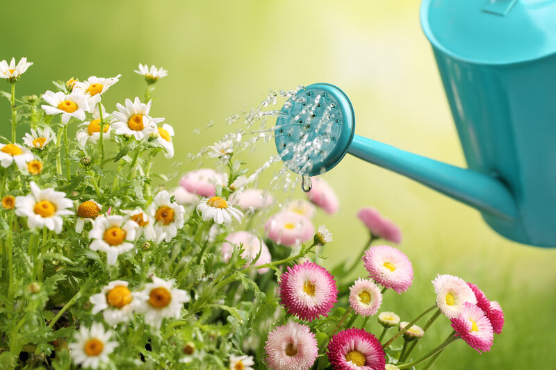 Daisies Being Watered