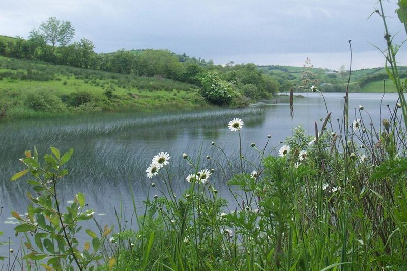 Daisies by a Lake