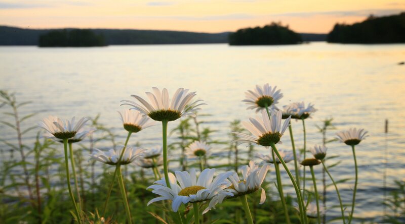 Daisies by a Lake — White