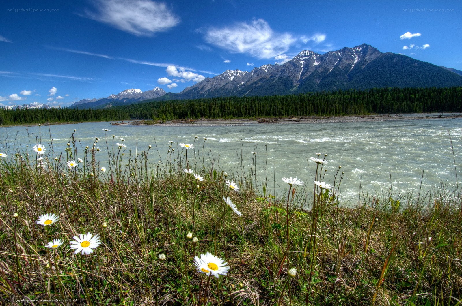 Daisies by a mountain river