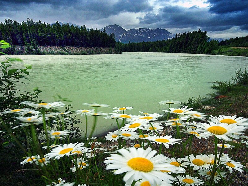 Daisies by a River