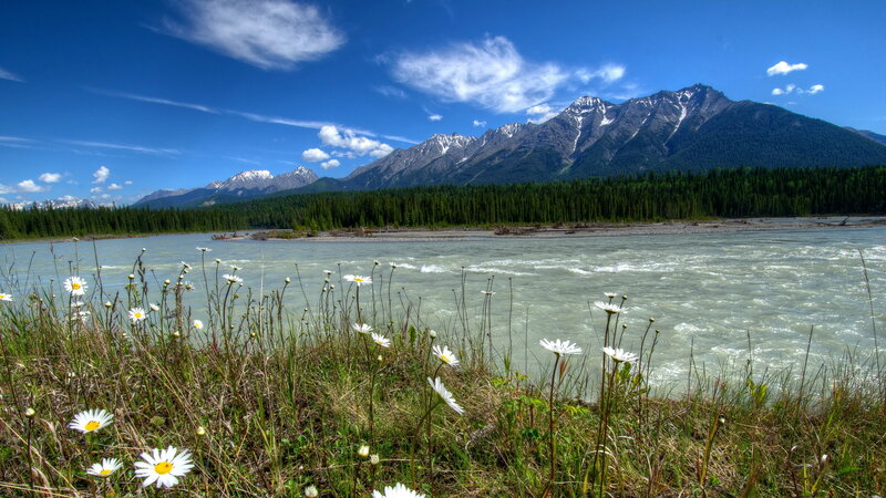 Daisies by River