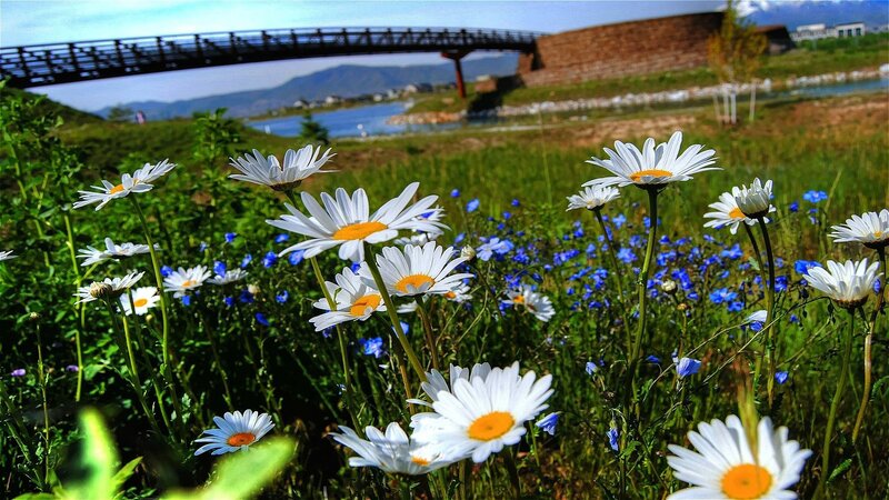 Daisies by the river