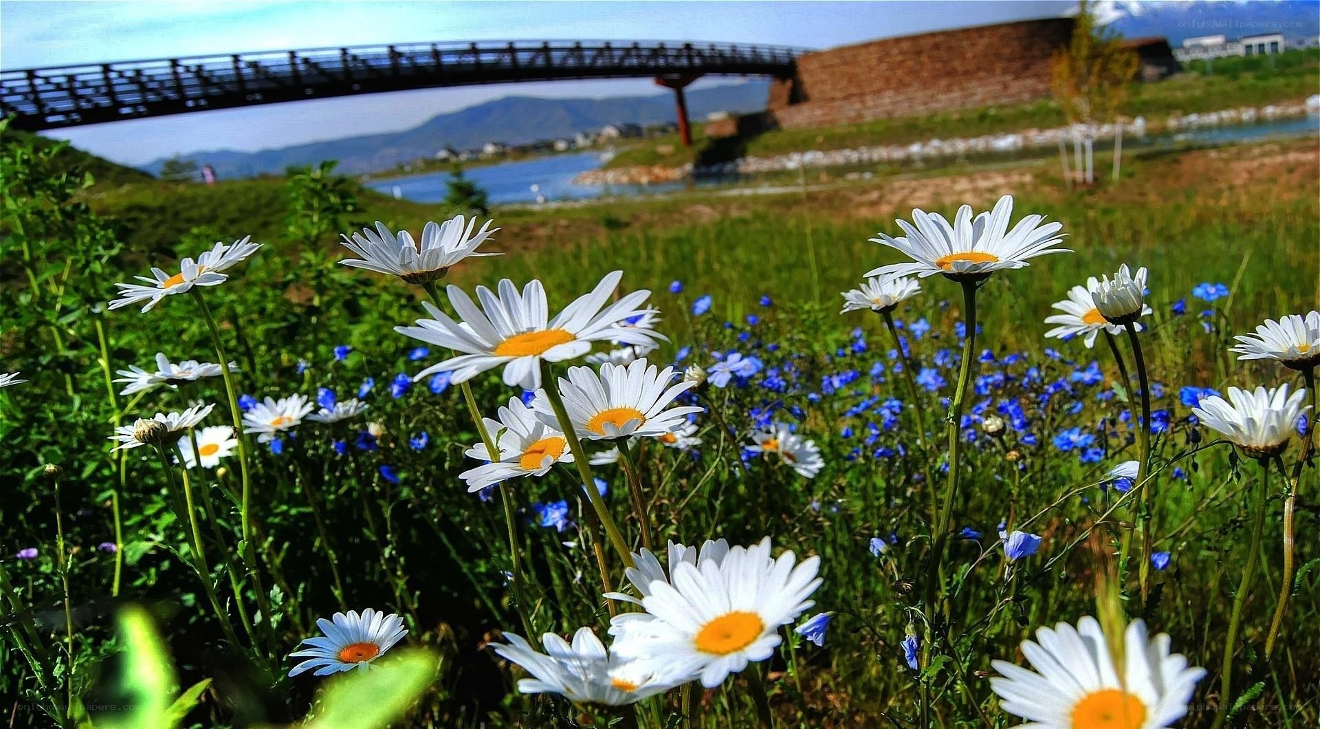 Daisies by the river