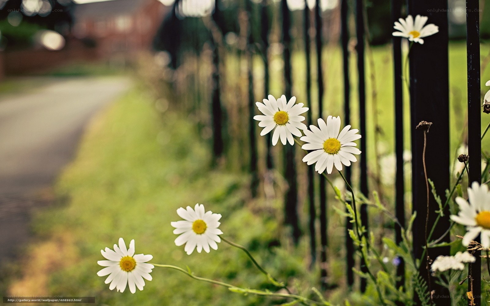 Daisies by the roadside