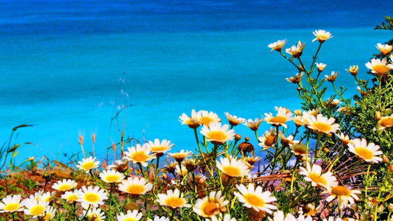 Daisies by the Sea — Blue