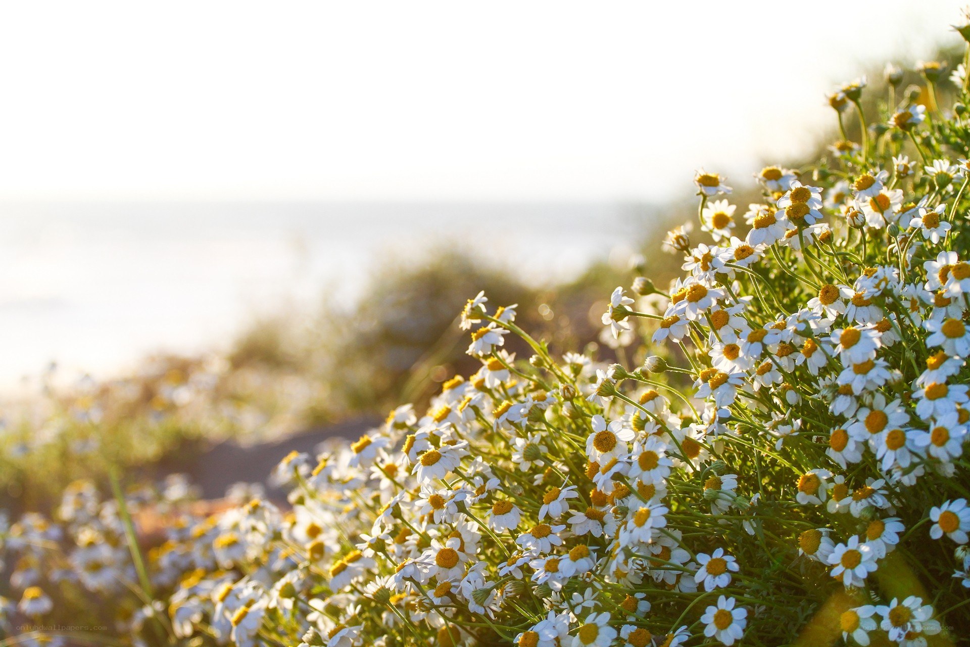 Daisies by the sea