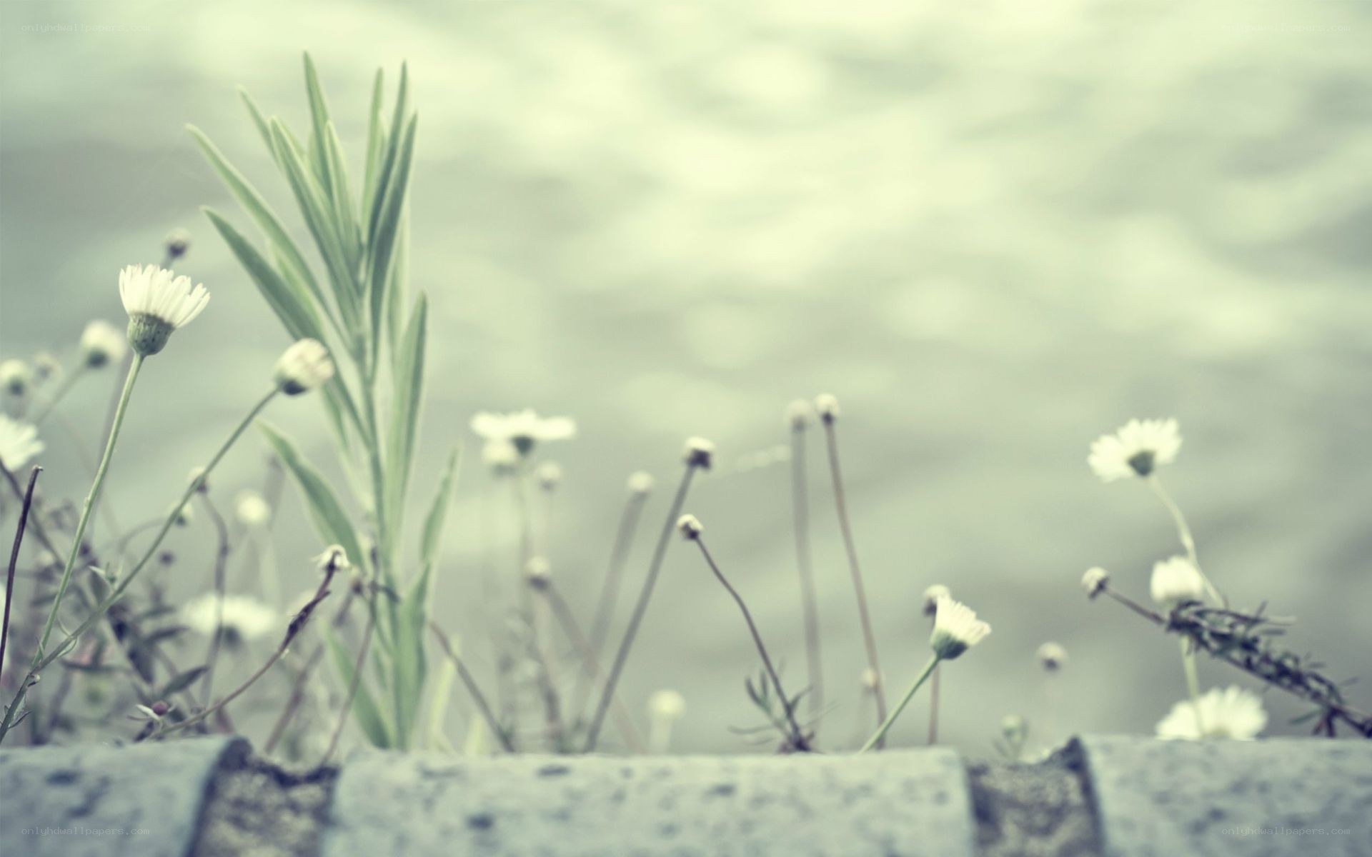 daisies by the water
