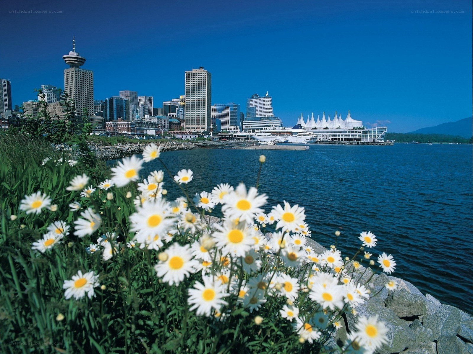 Daisies by Vancouver waterfront