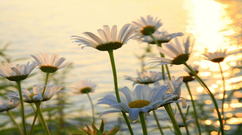 Daisies by Water