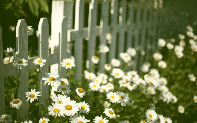 Daisies by White Fence