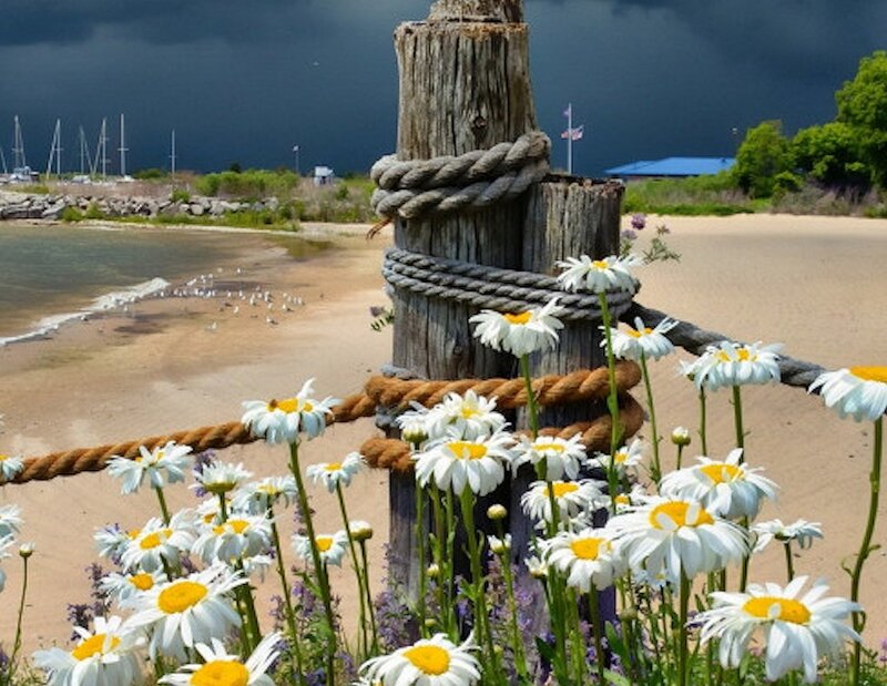 Daisies by Wooden Post