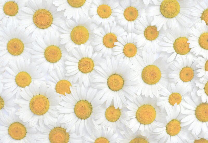 Daisies Covering Surface