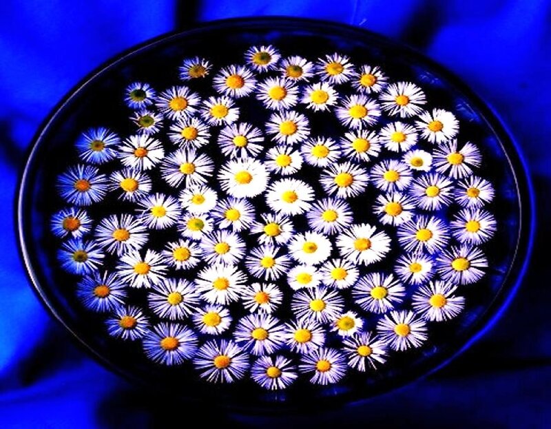 Daisies floating in a bowl