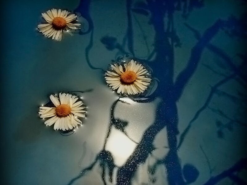 Daisies Floating in Water
