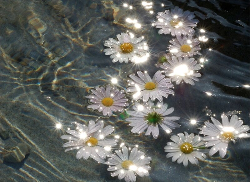 Daisies Floating in Water — White, Serene