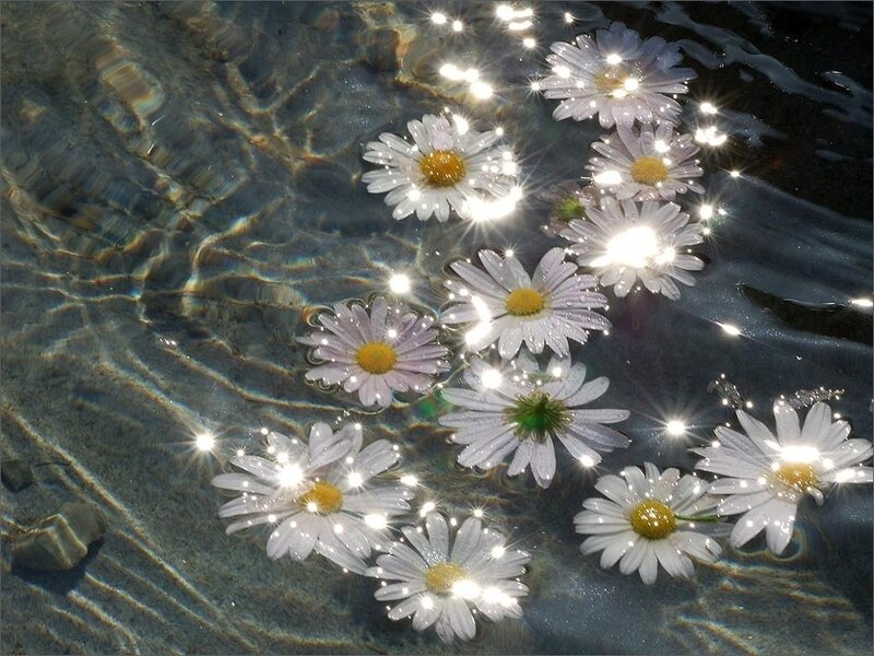 Daisies Floating in Water — White