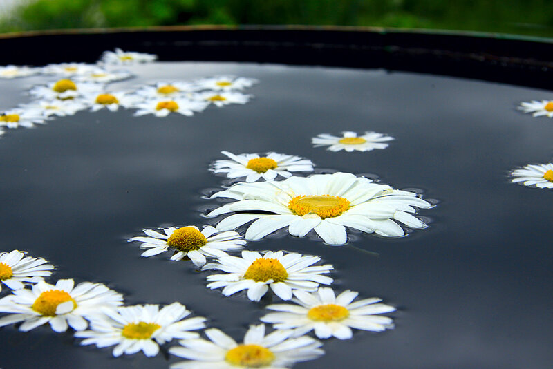 Daisies Floating on Water