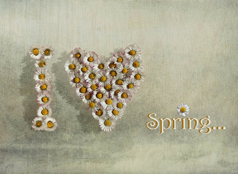 Daisies Forming Heart