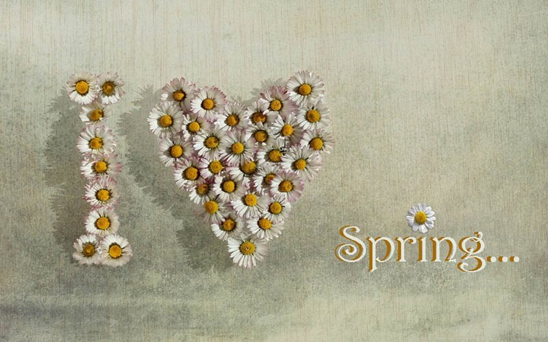 Daisies Forming Heart — White