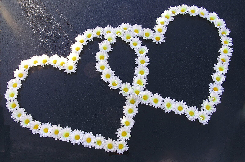 Daisies Forming Hearts