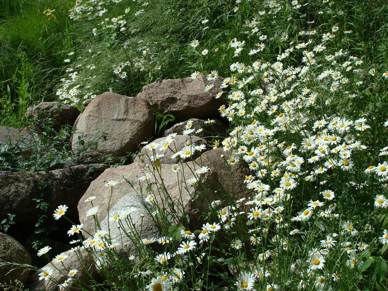 Daisies growing among rocks