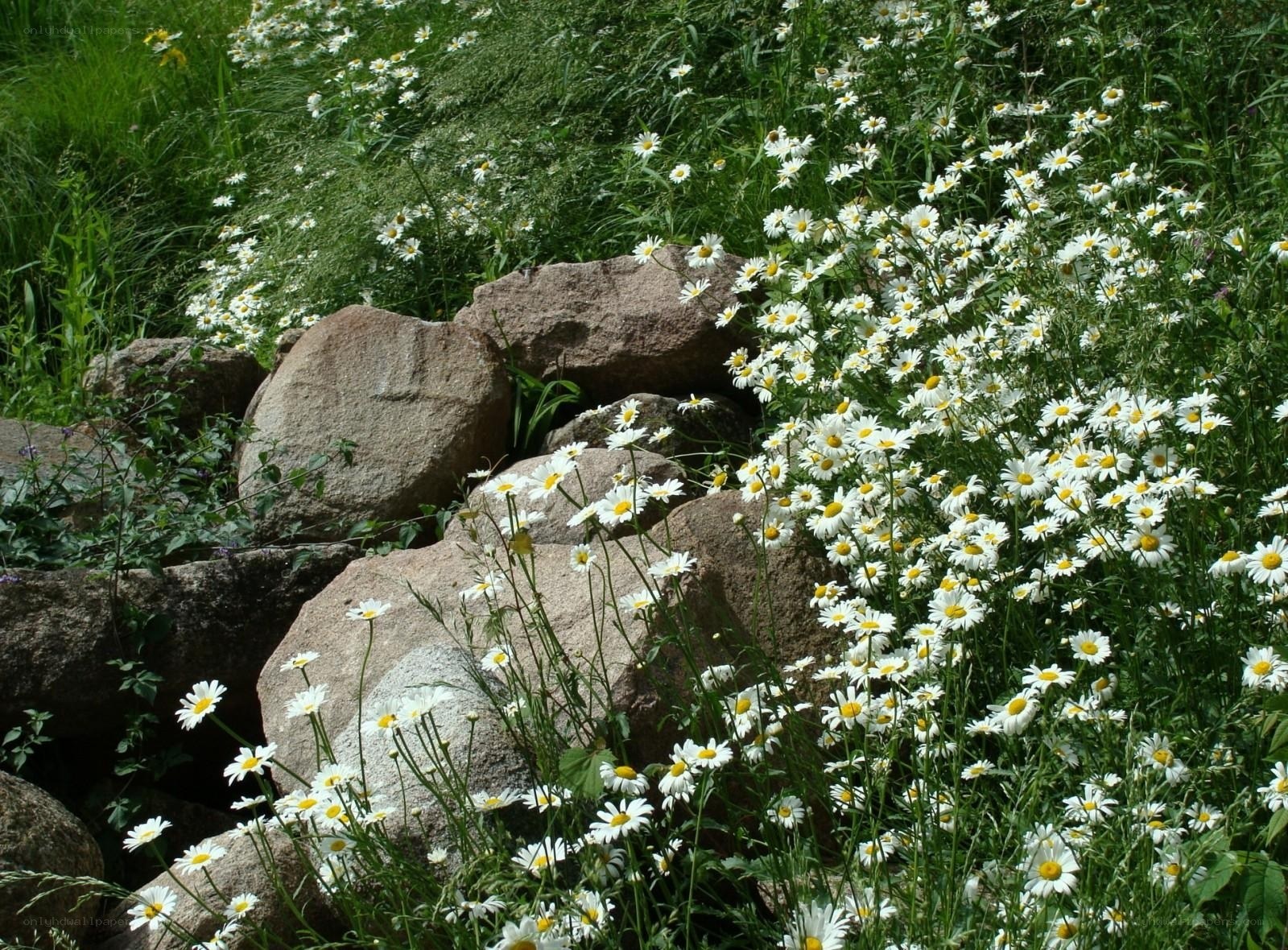 Daisies growing among rocks