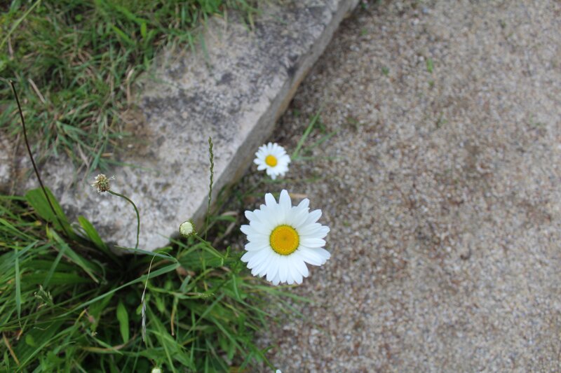 Daisies Growing in Crack