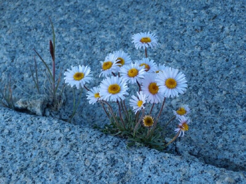 Daisies Growing in Rock