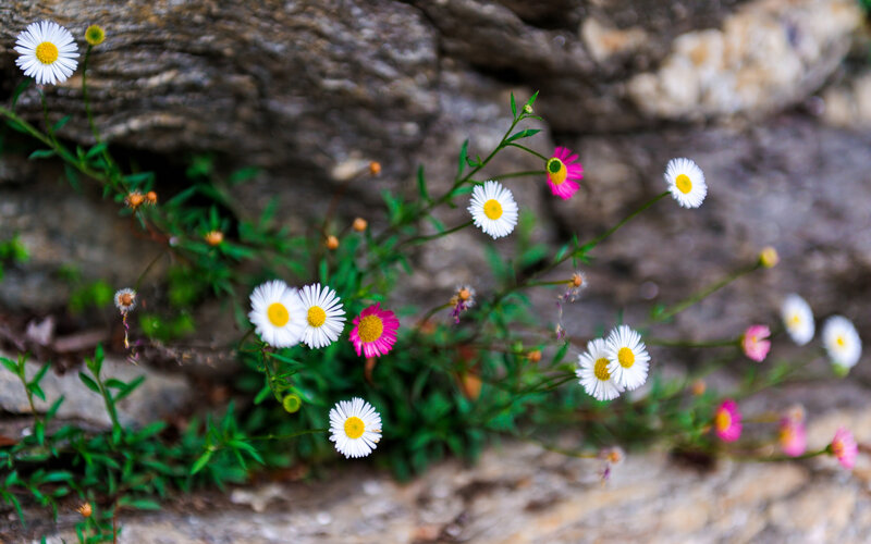 Daisies Growing in Rock — White