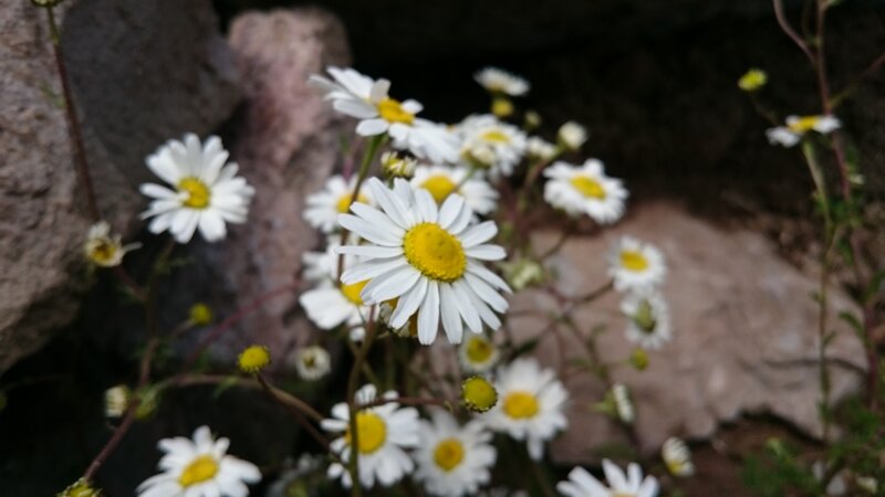 Daisies Growing in Rocks