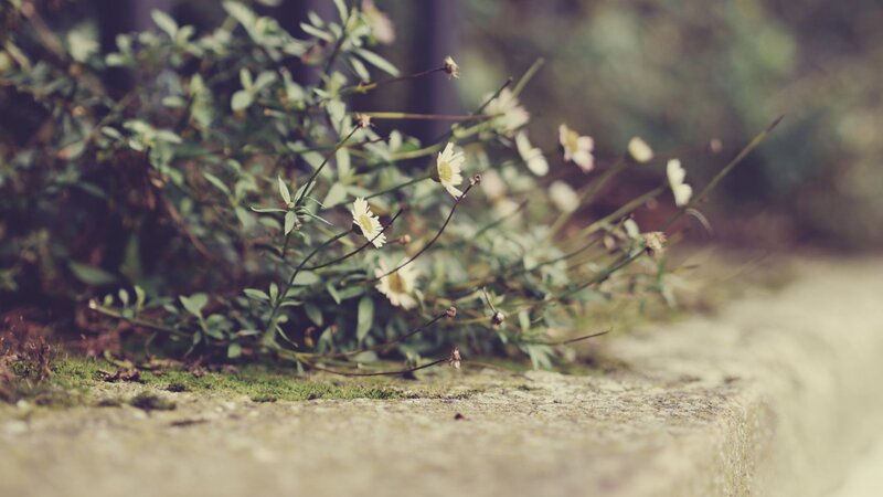 daisies growing on a stone wall