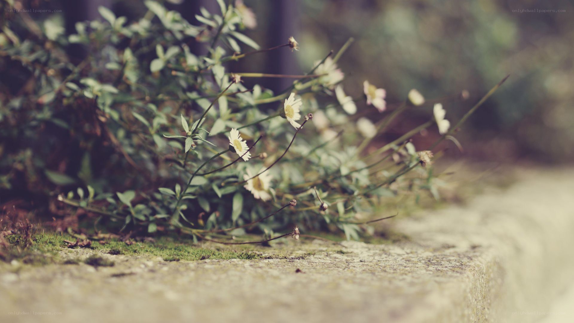 daisies growing on a stone wall
