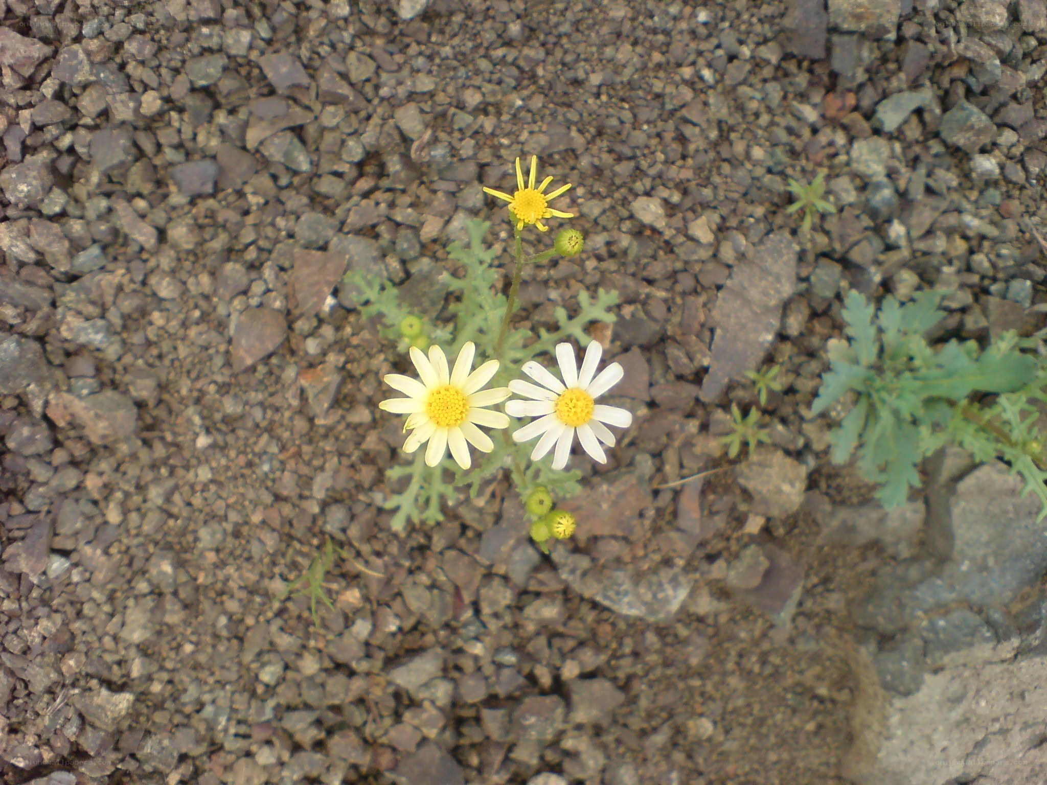 daisies growing through gravel