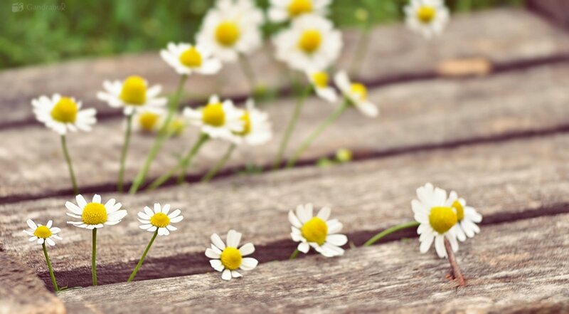 Daisies Growing Through Wood