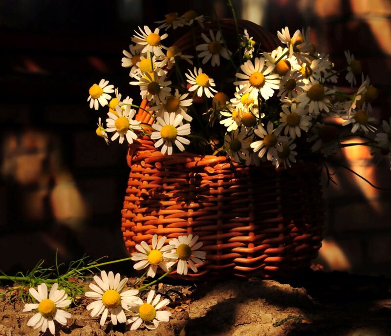 Daisies in a Basket — Brown, Serene