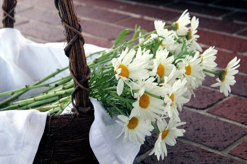 Daisies in a Basket — White, Calm, Afternoon