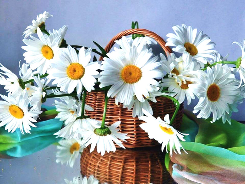 Daisies in a Basket — White, Calm, Photograph, Cloth, Flowers