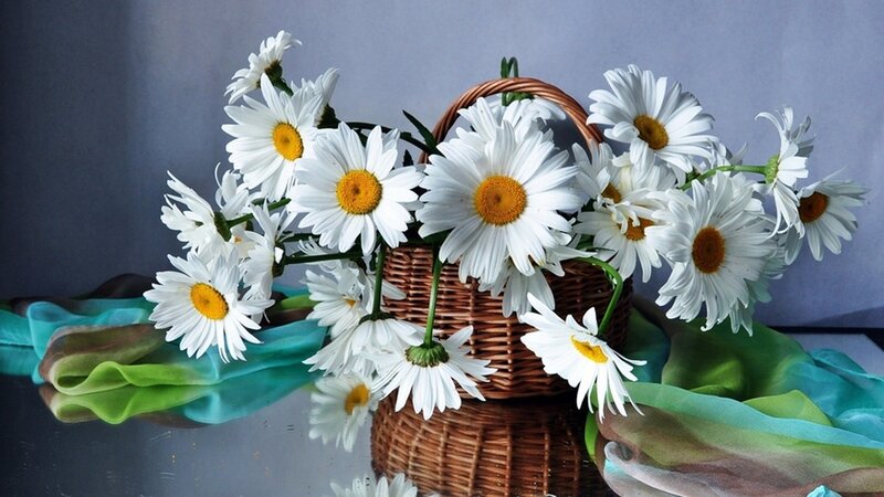 Daisies in a Basket — White, Calm, Photograph, Cloth